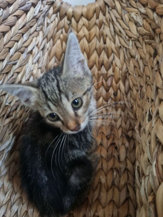 Котёнок ищет дом