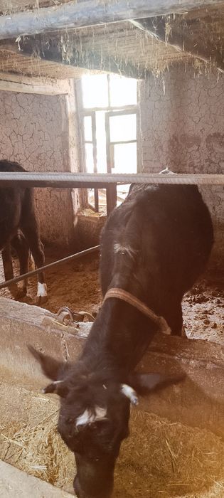 Хунажинлар сотилади