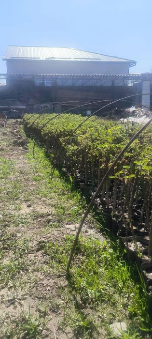 Атиргул кучатлари