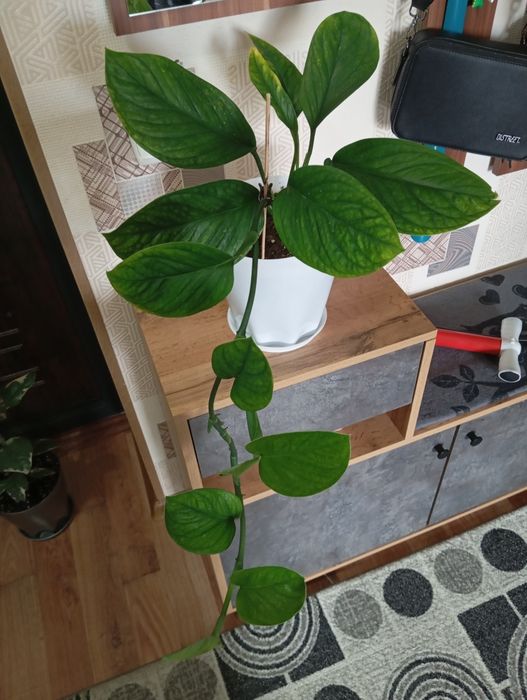 Продам комнатные растения