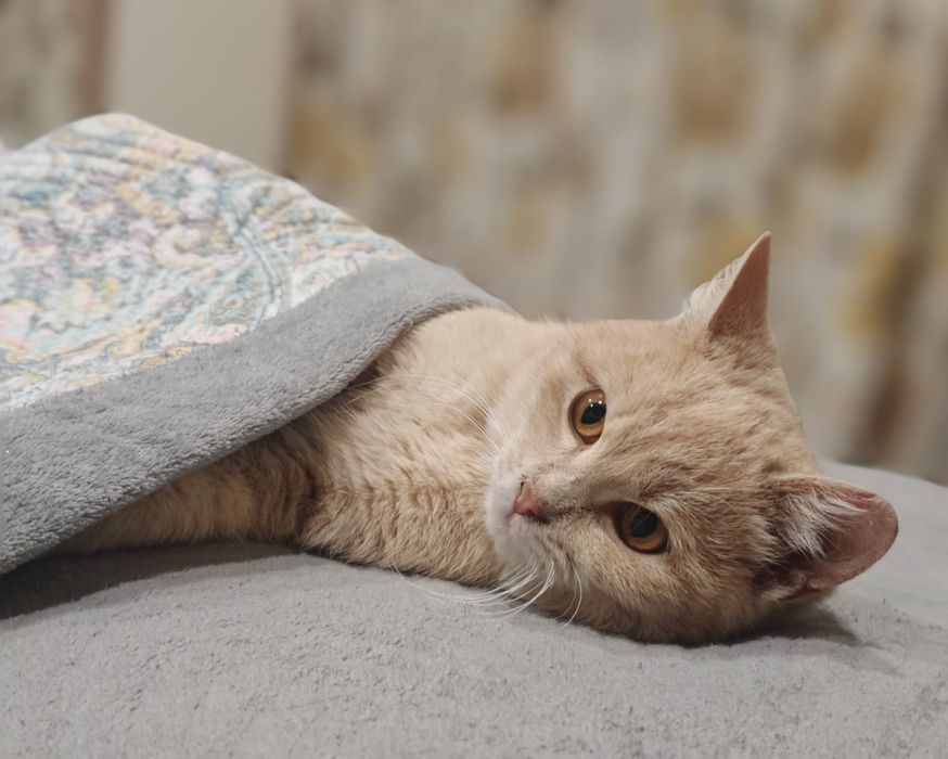 Отдам кота в хорошие добрые руки