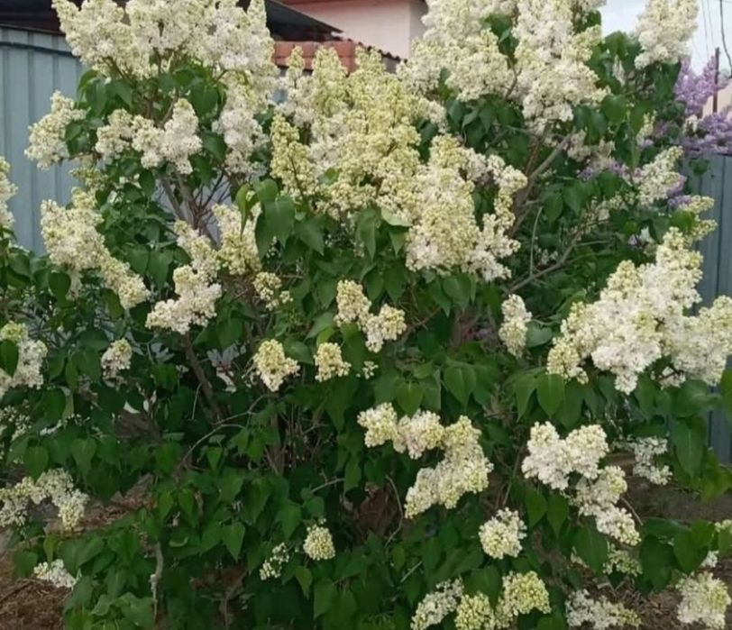 Сирень 1 ветка 500 тг