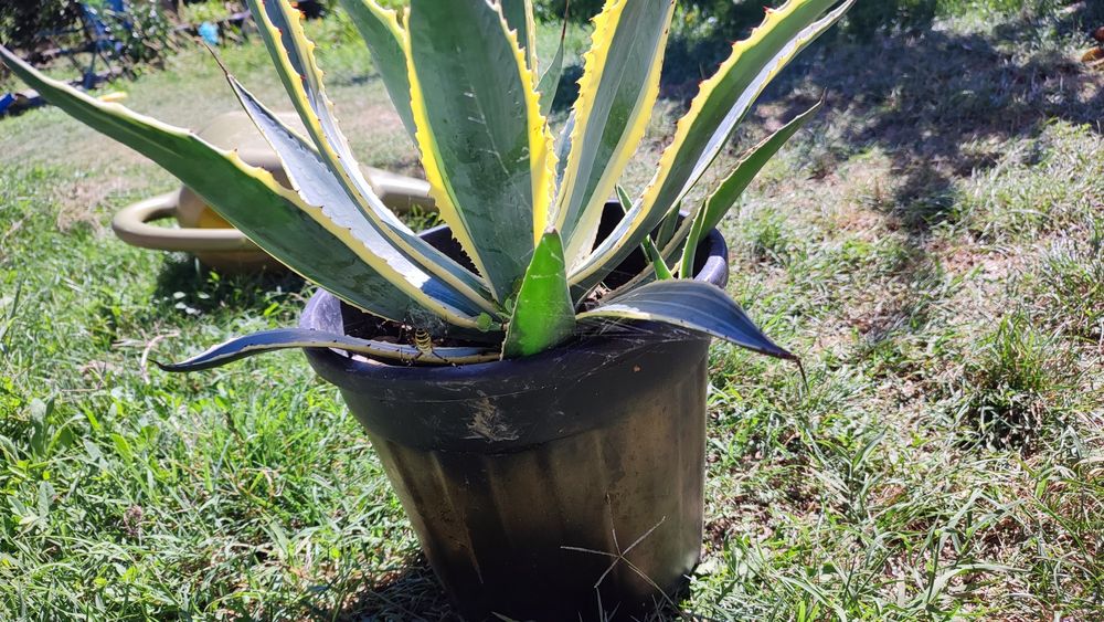 Agave lophantha 'Quadricolor