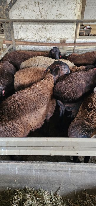 Киргиз кози кучкорлари сотилади