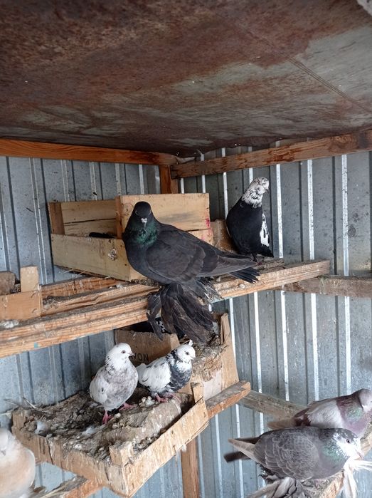 Голуби разные 1500