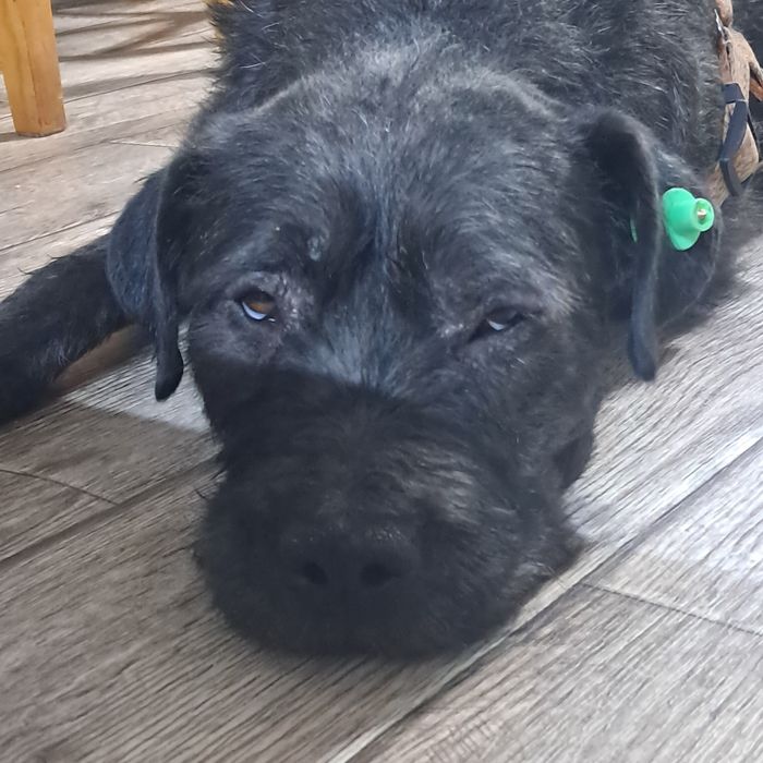 Ему нужен дом,семья