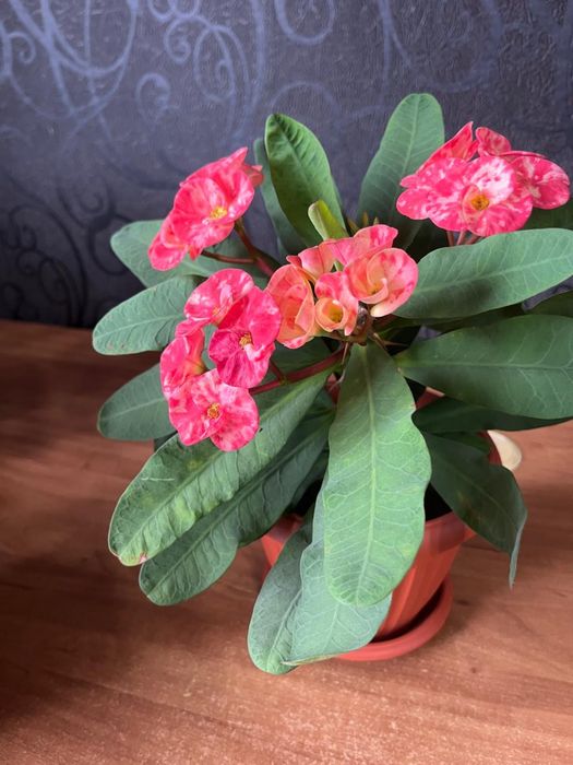 цветы продам малочай