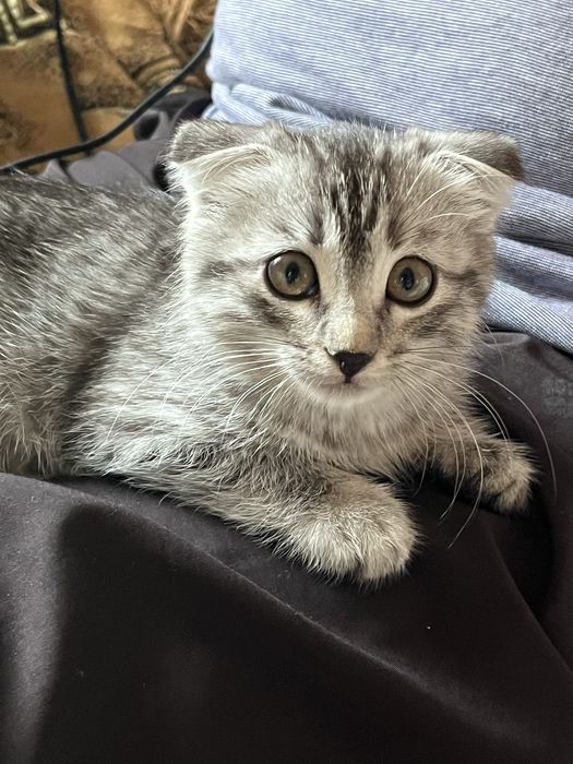 Шотландская кошка вислоуха продам.