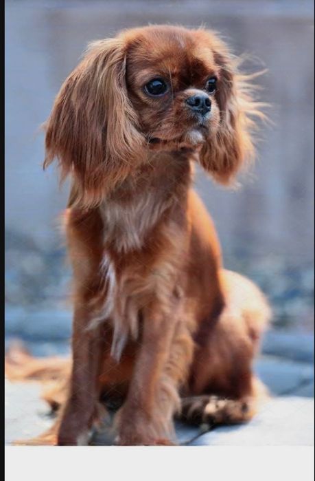 Кавалер Кинг Чарльз Спаниель