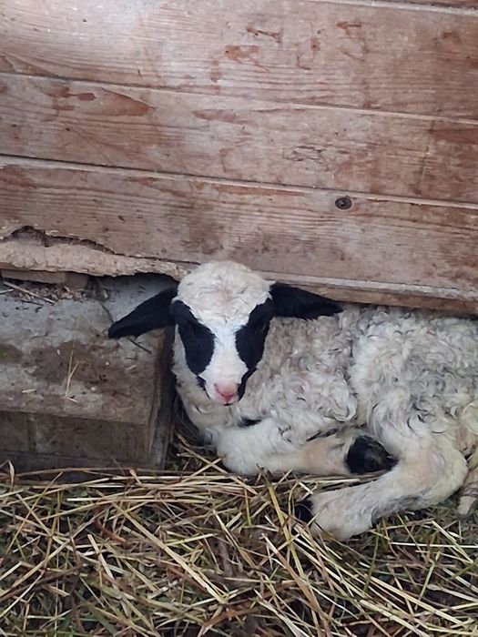 Oi breze de petrosani!!