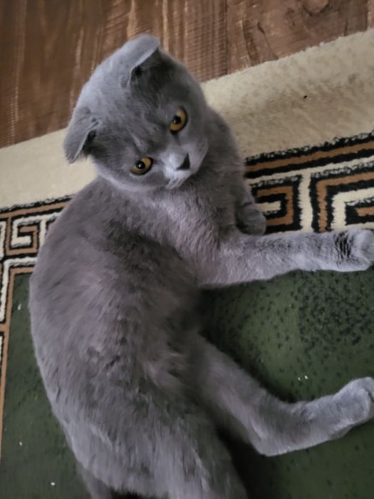 Британские кошка