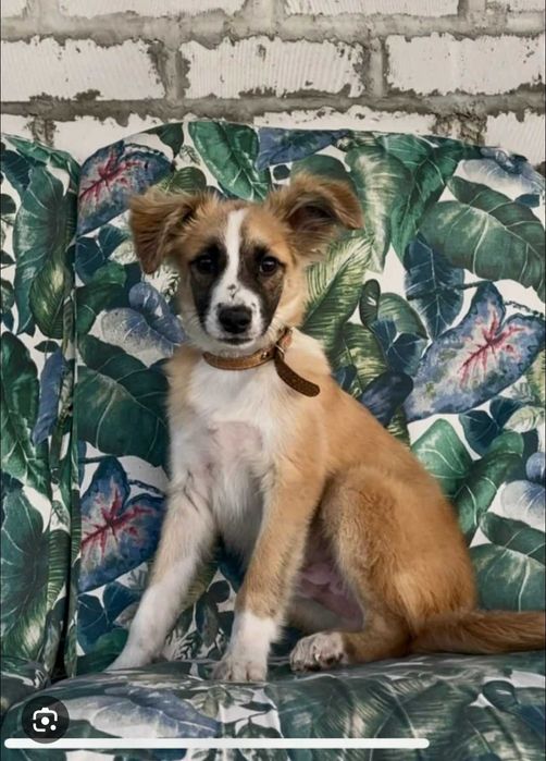 Пристраивается собачка в добрые руки