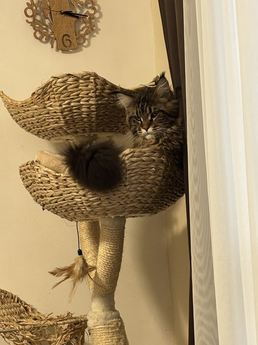 Мейн куун мъжка котка