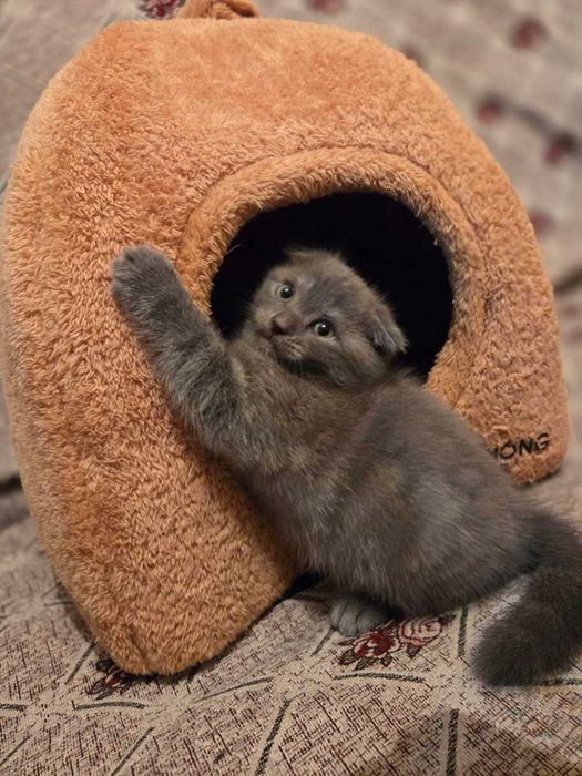 Шотландские вислоухий