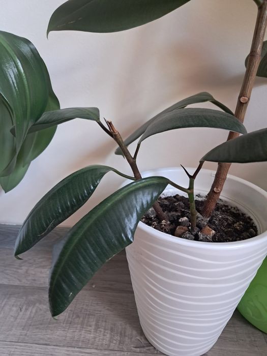 Продам комнатные цветы