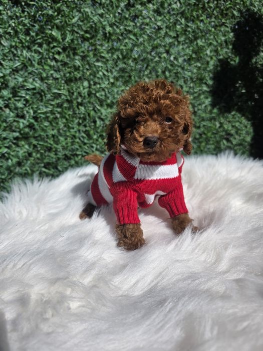 Пудел Той момче с родословие