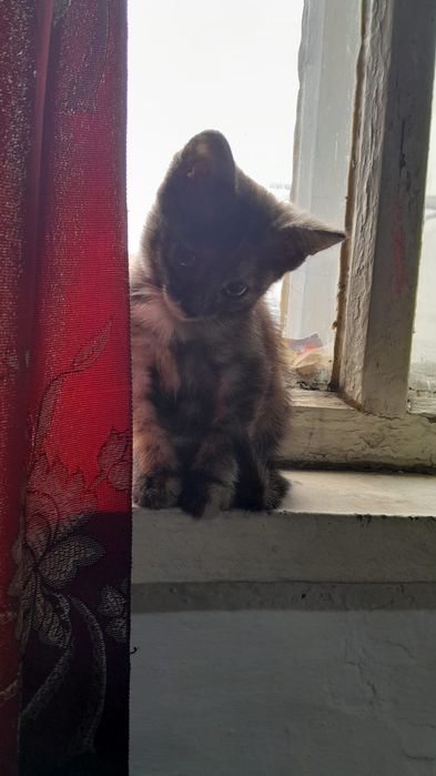 Отдам катенка даром