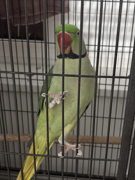 Papagal marele alexandru