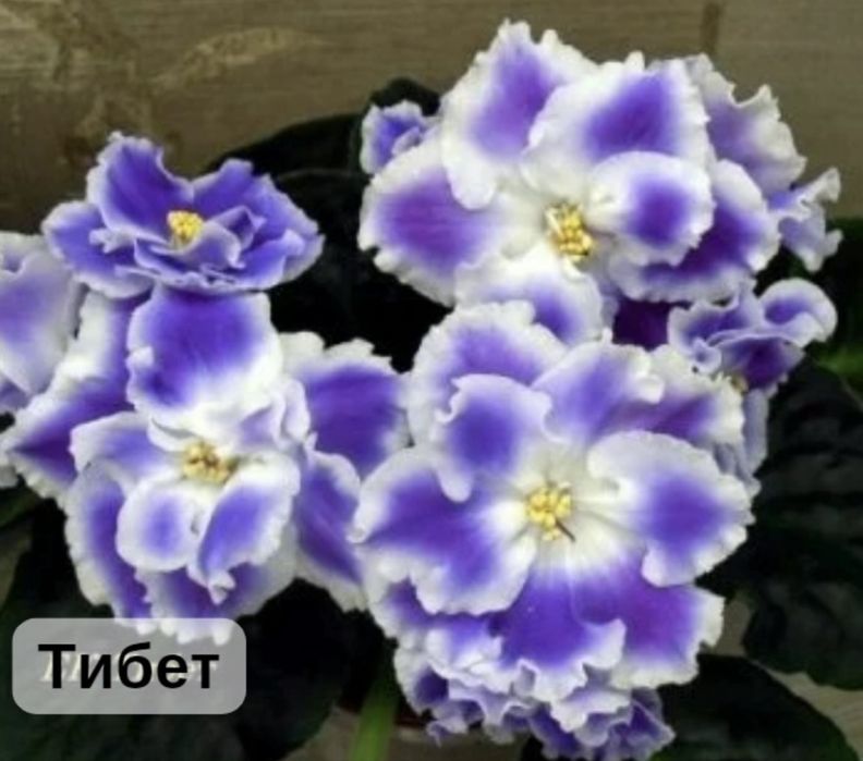 Продам свежесрезанный лист фиалок- 200тг. Цветущие фиалки- 1500тг.