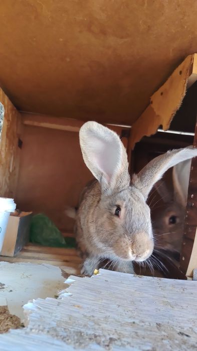 Великан куён болалари