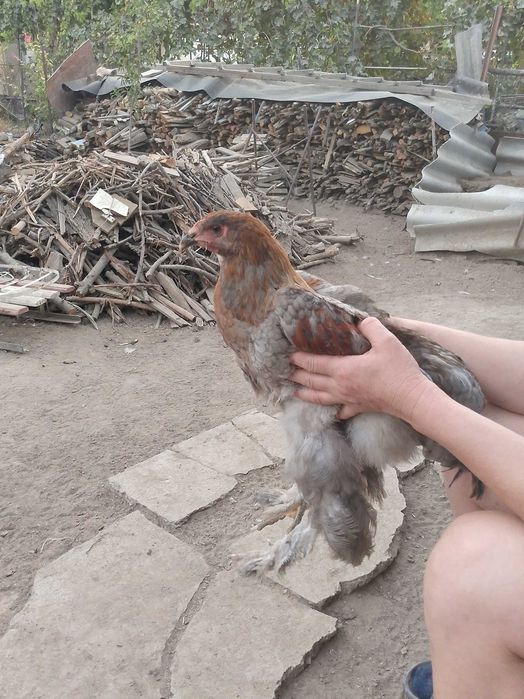 Петушки молодые. Брамм