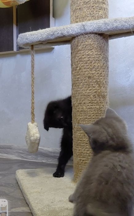 Вислоухий шотландский котенок