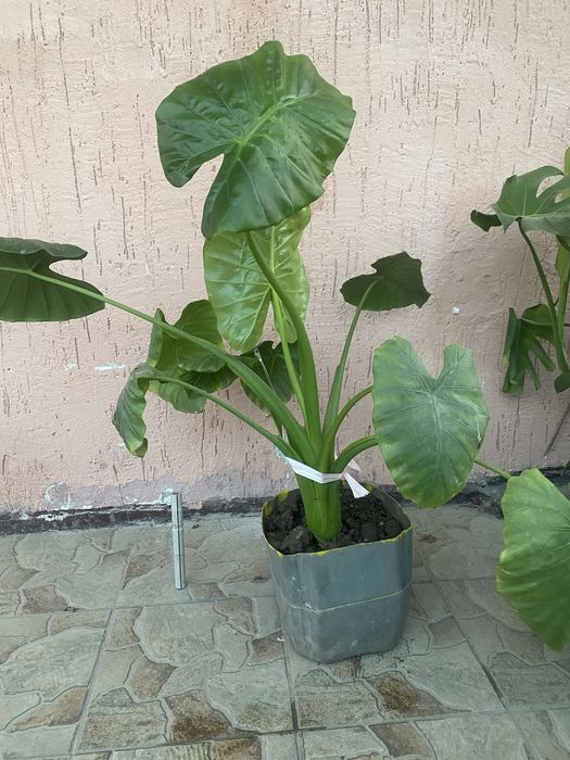Продам домашние цветы