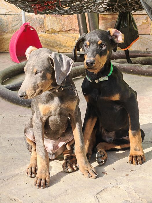 Щенки Добермана.