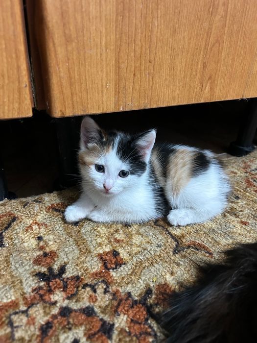 Отдам в добрые руки котят
