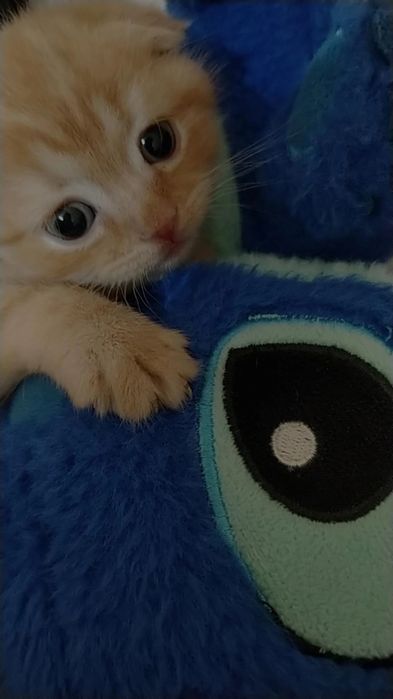 Мушукча сотилади оладиганлар тел килинглар