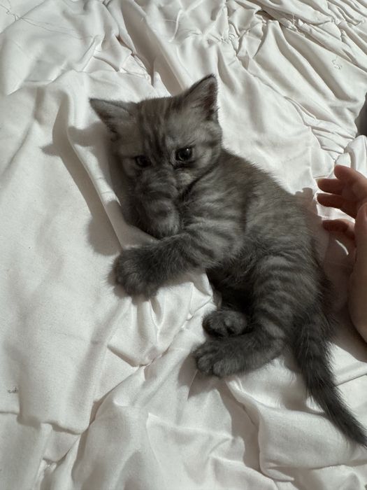 Породистый котенок