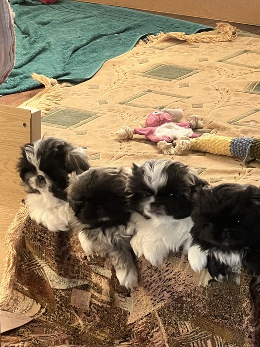 Продам щенка пекинеса