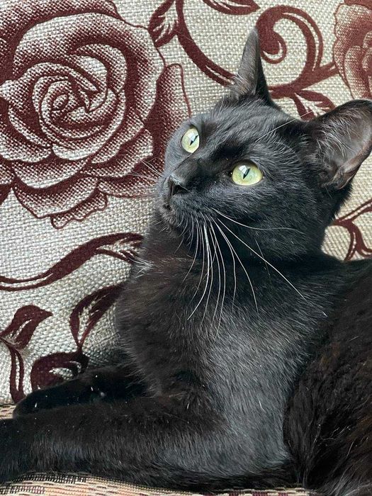 Шикарный кот ищет верного хозяина