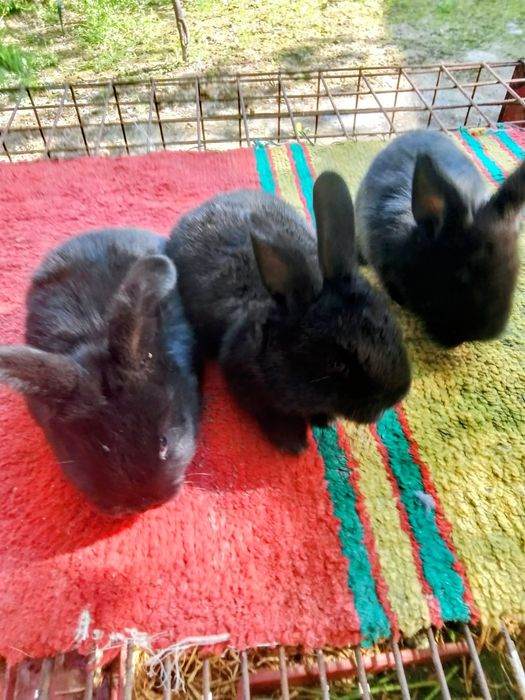 Карлик куён болалари сотилади