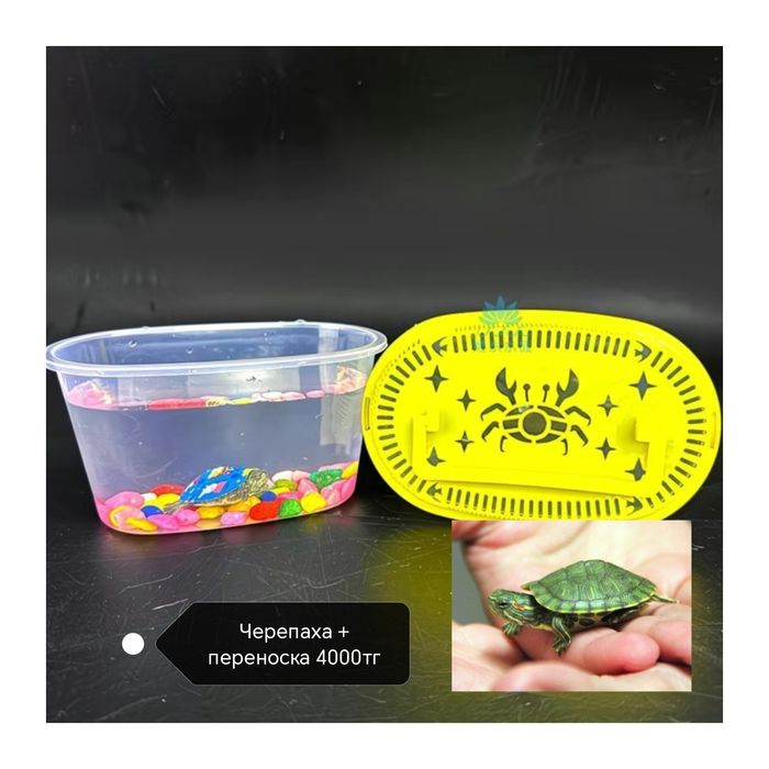 Маленькие черепахи