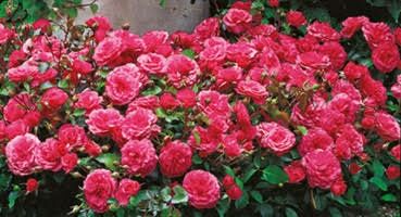 Vand trandafiri cataratori si normali la ghiveci