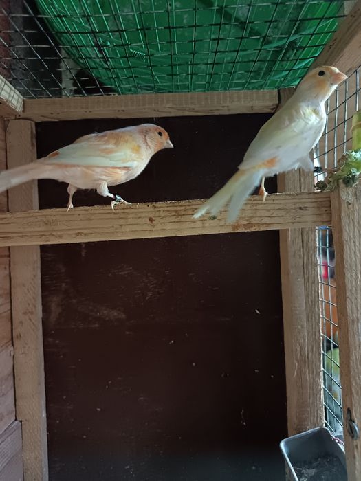 Vând Canari femele