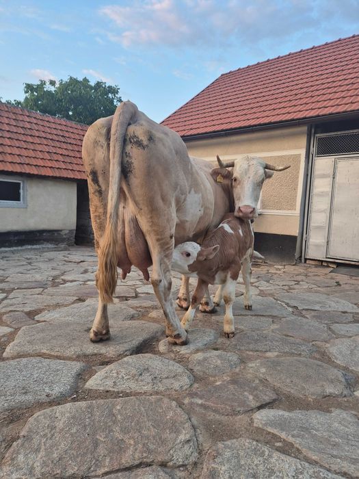Vand vaca cu vițel