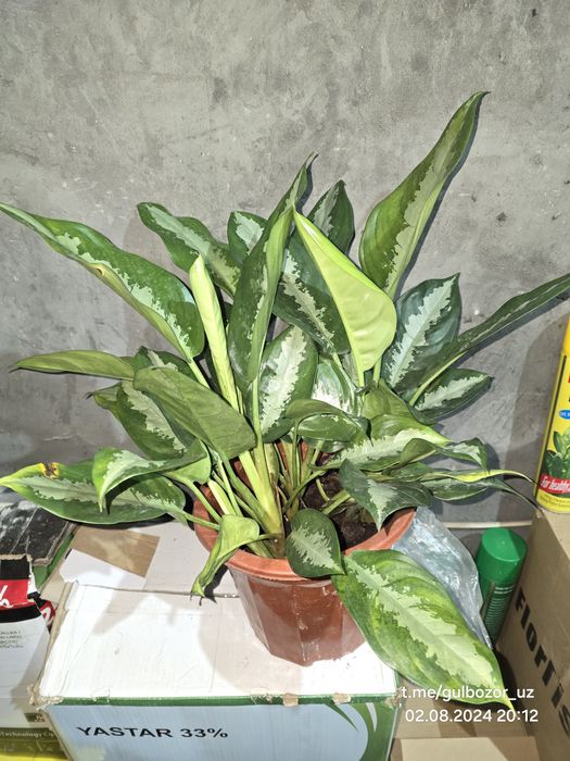 Hona gullari Комнатные цветы гул растения Офис ва уй гуллари