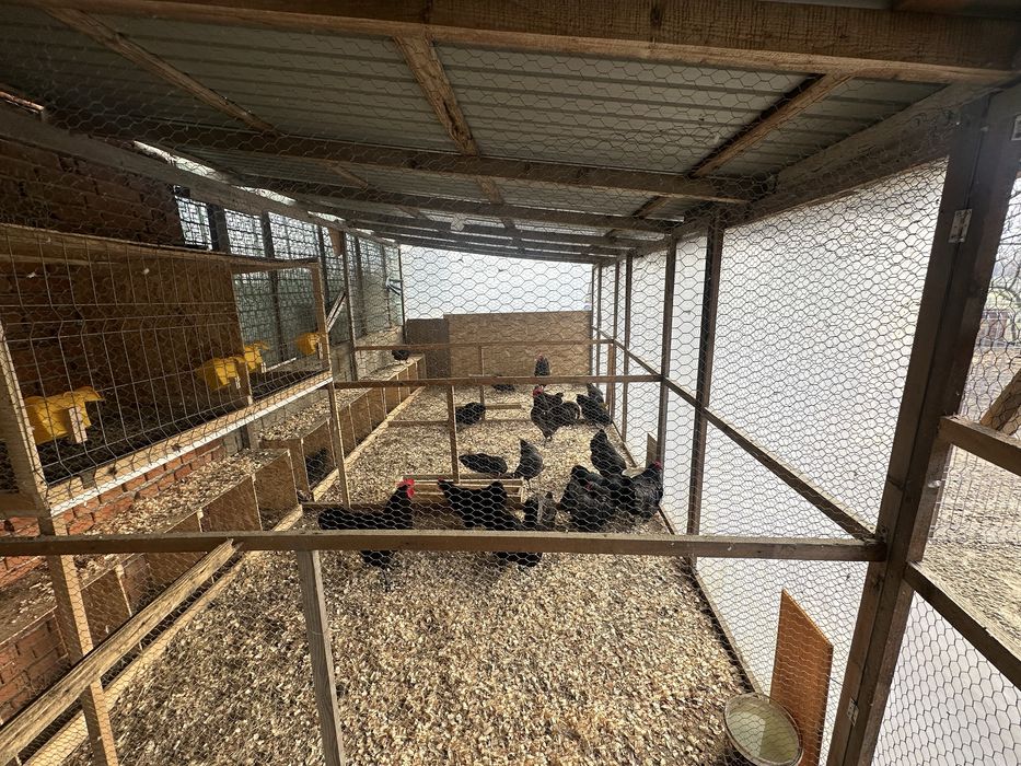 Oua de incubat gaini