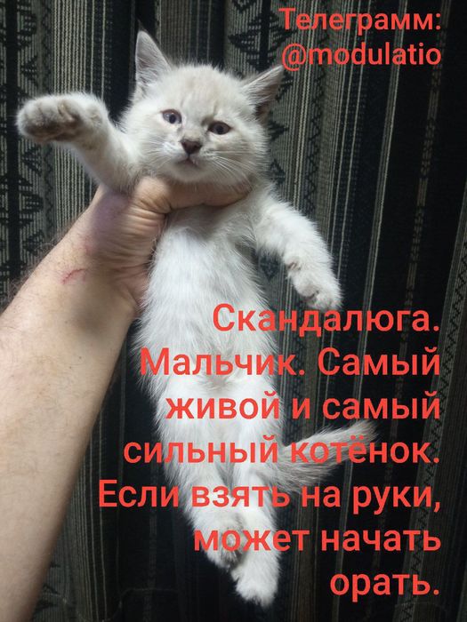 Сиамские котята. Родились 25 марта.