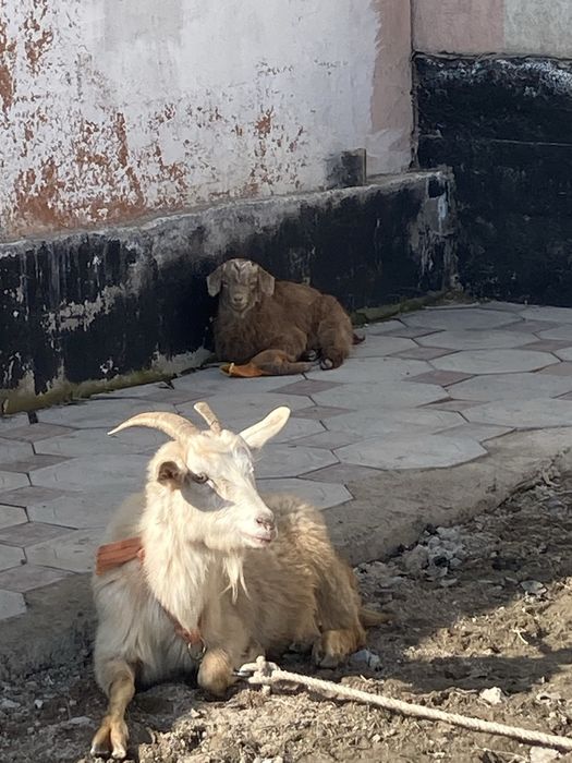 5ешкі сатылады 2лақ қасына жүреді