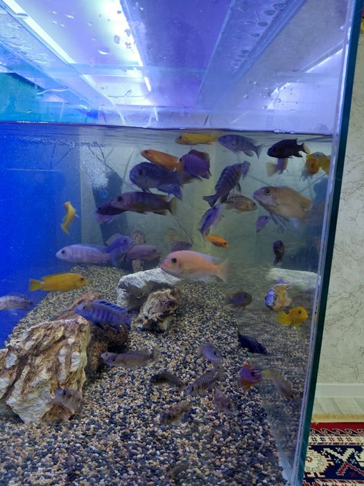 Продам малависких цихлид