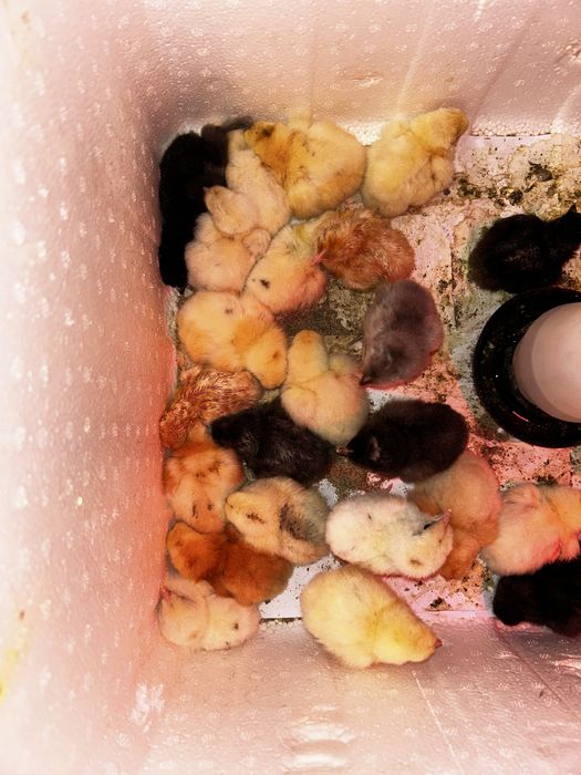 Цыплята породистые