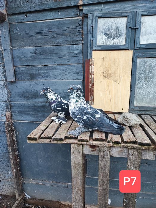 Uriași Maghiari de vânzare