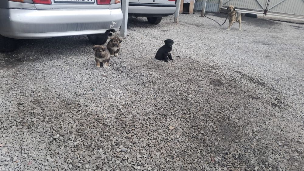 Отдам щенков в дар