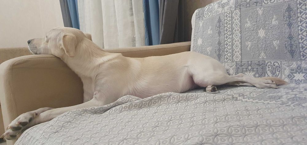 Отдам собаку 6 лет девочка