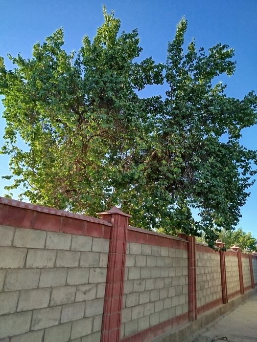 Ўрик дарахти ўтин учун сотилади. 2 та 450000 минг сўмдан 1 таси