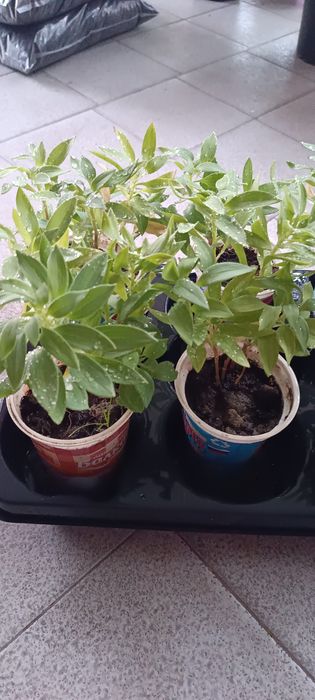 Алстромерии - розова