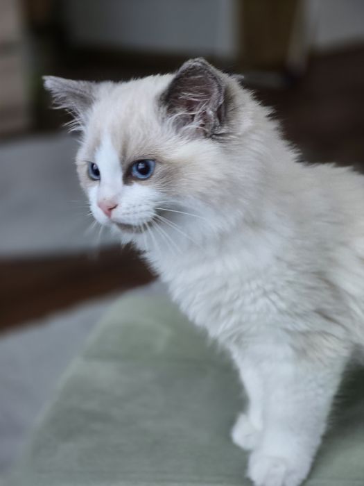 Ragdoll Blue de vanzare